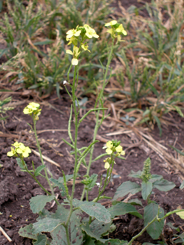 Image of Sinapis arvensis specimen.