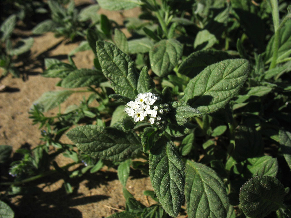 Image of Heliotropium erosum specimen.