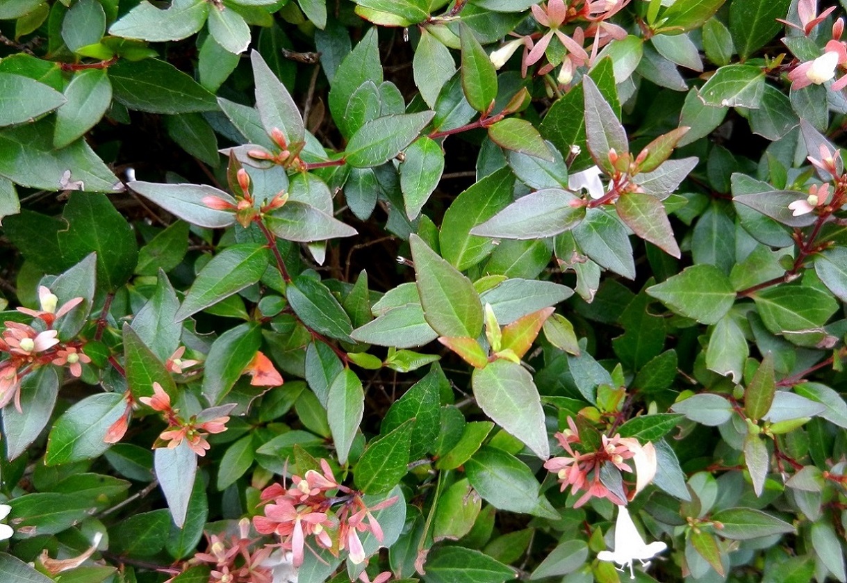 Image of Abelia × grandiflora specimen.
