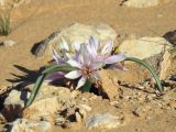 Colchicum ritchiei