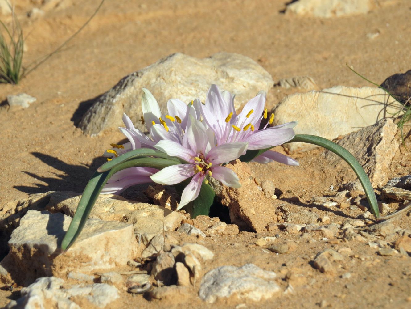 Image of Colchicum ritchiei specimen.