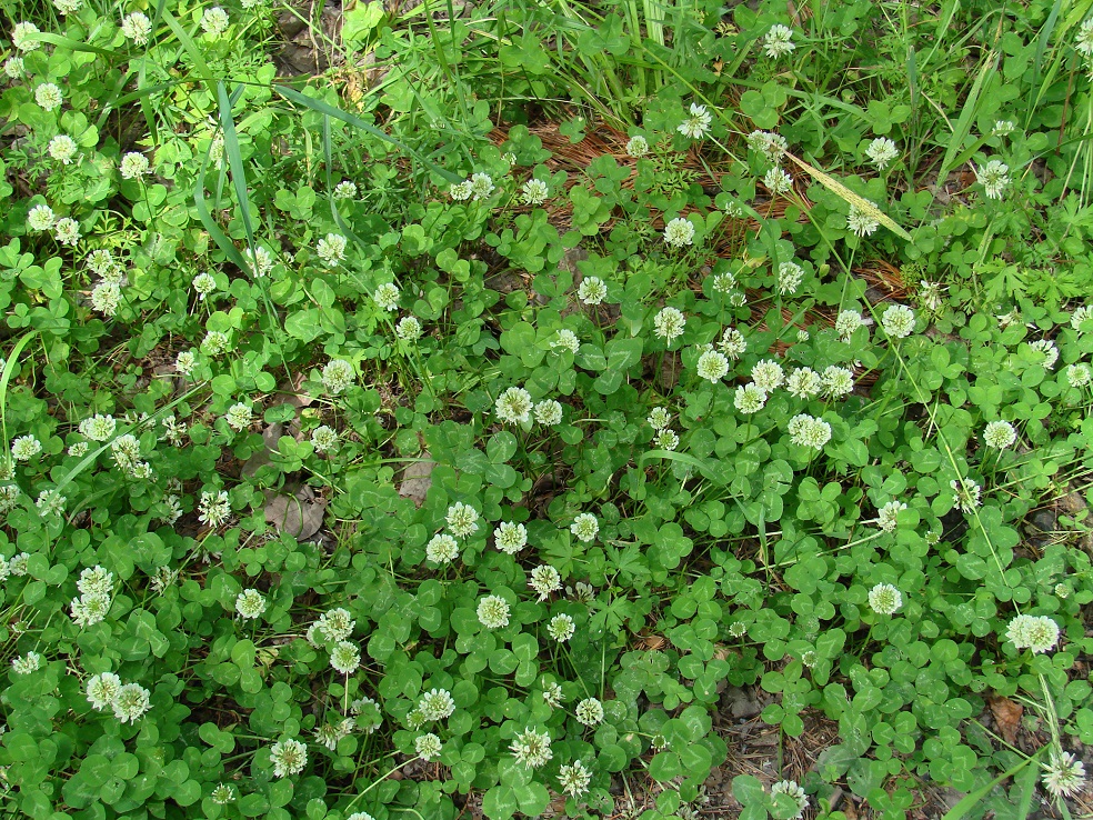 Image of Trifolium repens specimen.