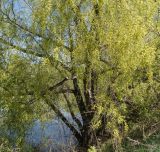 Salix excelsa