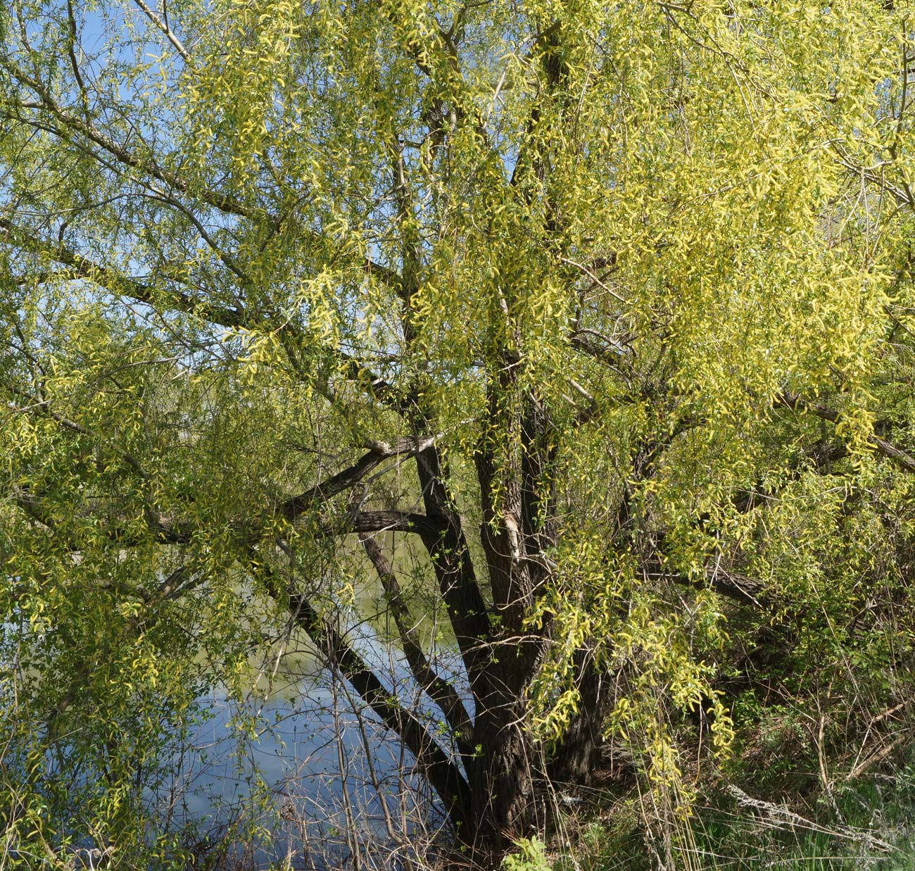 Image of Salix excelsa specimen.