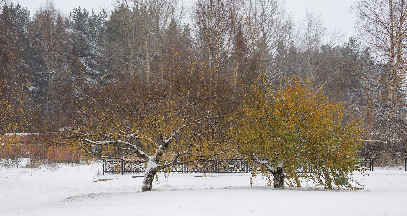 Image of Betula pendula var. carelica specimen.