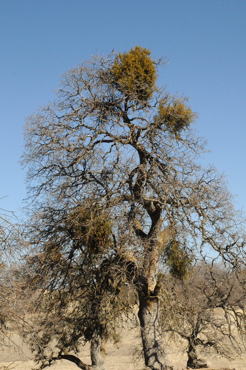 Image of Phoradendron leucarpum specimen.
