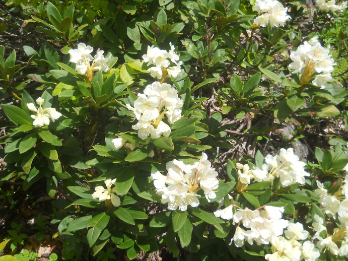 Image of Rhododendron caucasicum specimen.