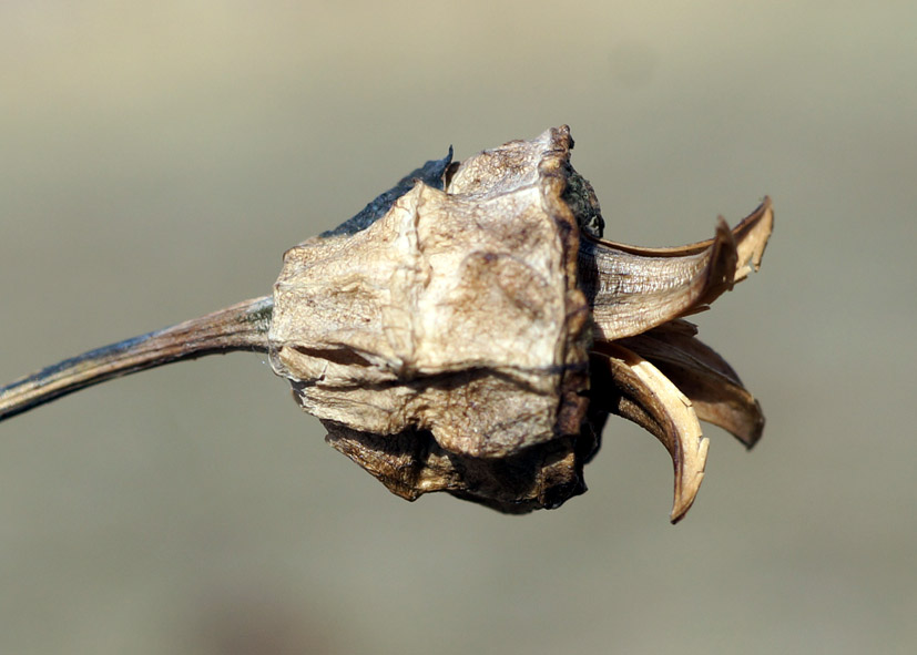 Image of Codonopsis clematidea specimen.