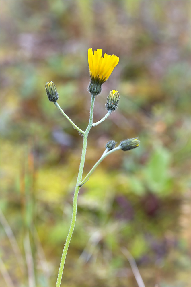 Изображение особи род Hieracium.