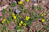 Potentilla tergemina. Цветущие растения. Иркутская обл., берег озера Байкал, окр. пос. Большие Коты, галечный пляж. 02.07.2015.