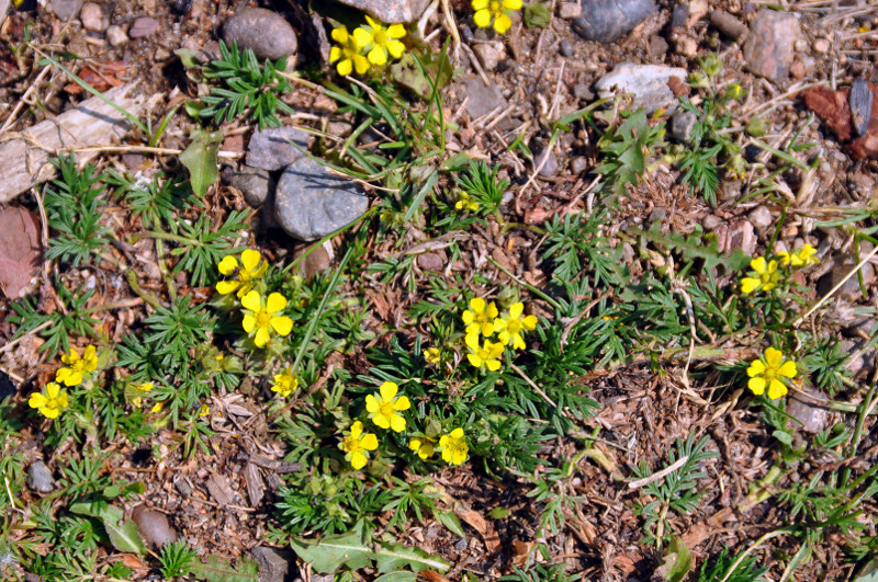 Изображение особи Potentilla tergemina.