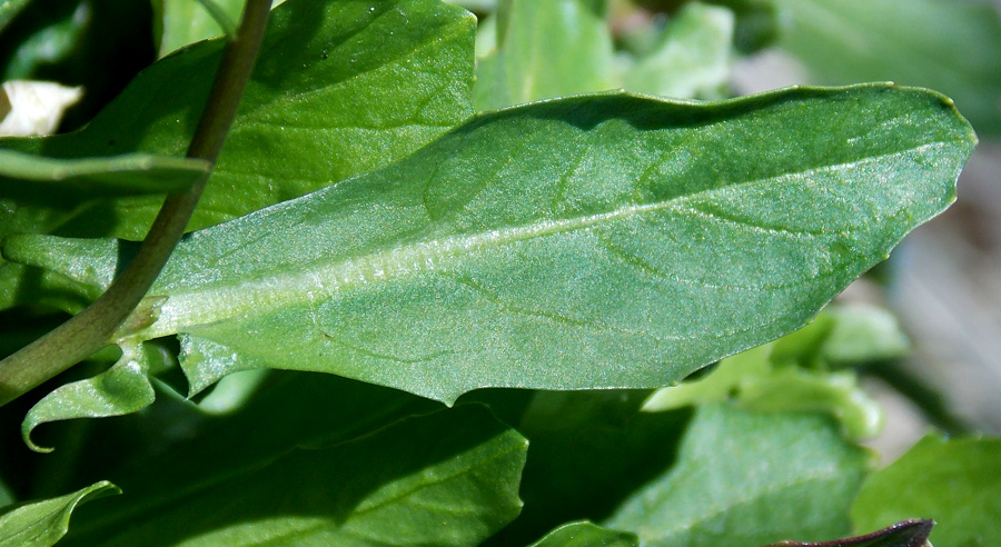 Изображение особи Calepina irregularis.