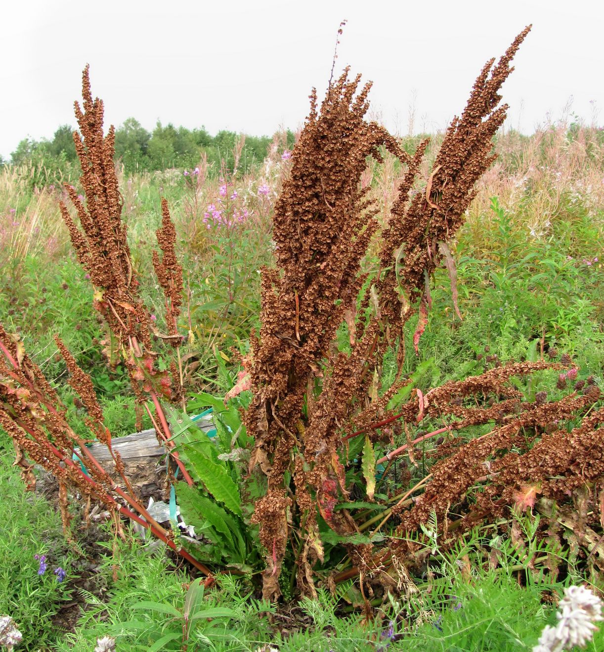 Изображение особи Rumex longifolius.
