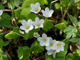 Oxalis acetosella. Цветущие растения. Ленинградская обл., Волховский р-н, берег р. Волхов на въезде в Новую Ладогу. 19.05.2014.