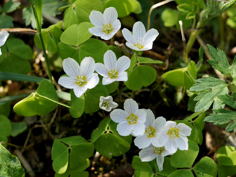 Изображение особи Oxalis acetosella.