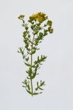 Hypericum perforatum