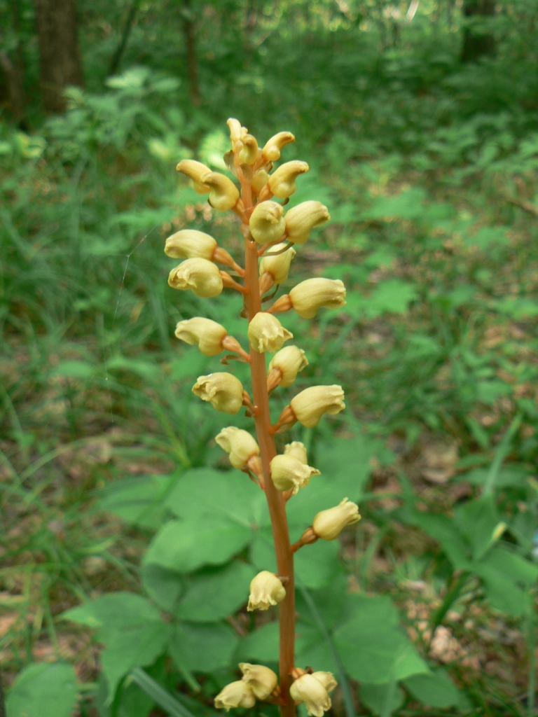 Изображение особи Gastrodia elata.