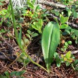 Platanthera bifolia. Нижняя часть растения. Свердловская обл., Североуральский городской округ, окр. пос. Сосьва, бывшая дер. Воскресенка, склон долины р. Сосьва, лиственнично-елово-сосновый лес. 13.06.2015.