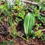 Platanthera bifolia