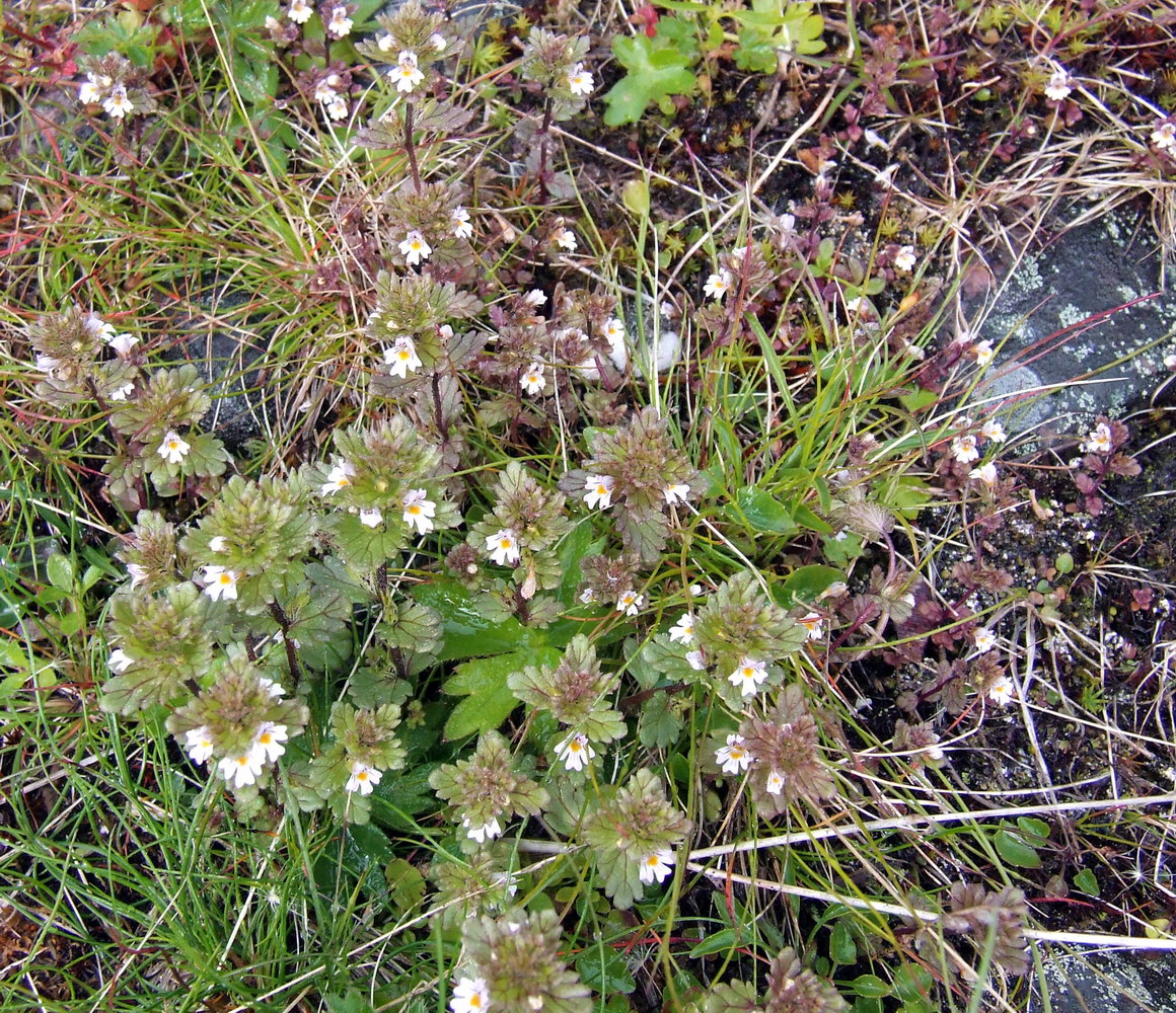 Изображение особи род Euphrasia.