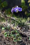 Aquilegia parviflora
