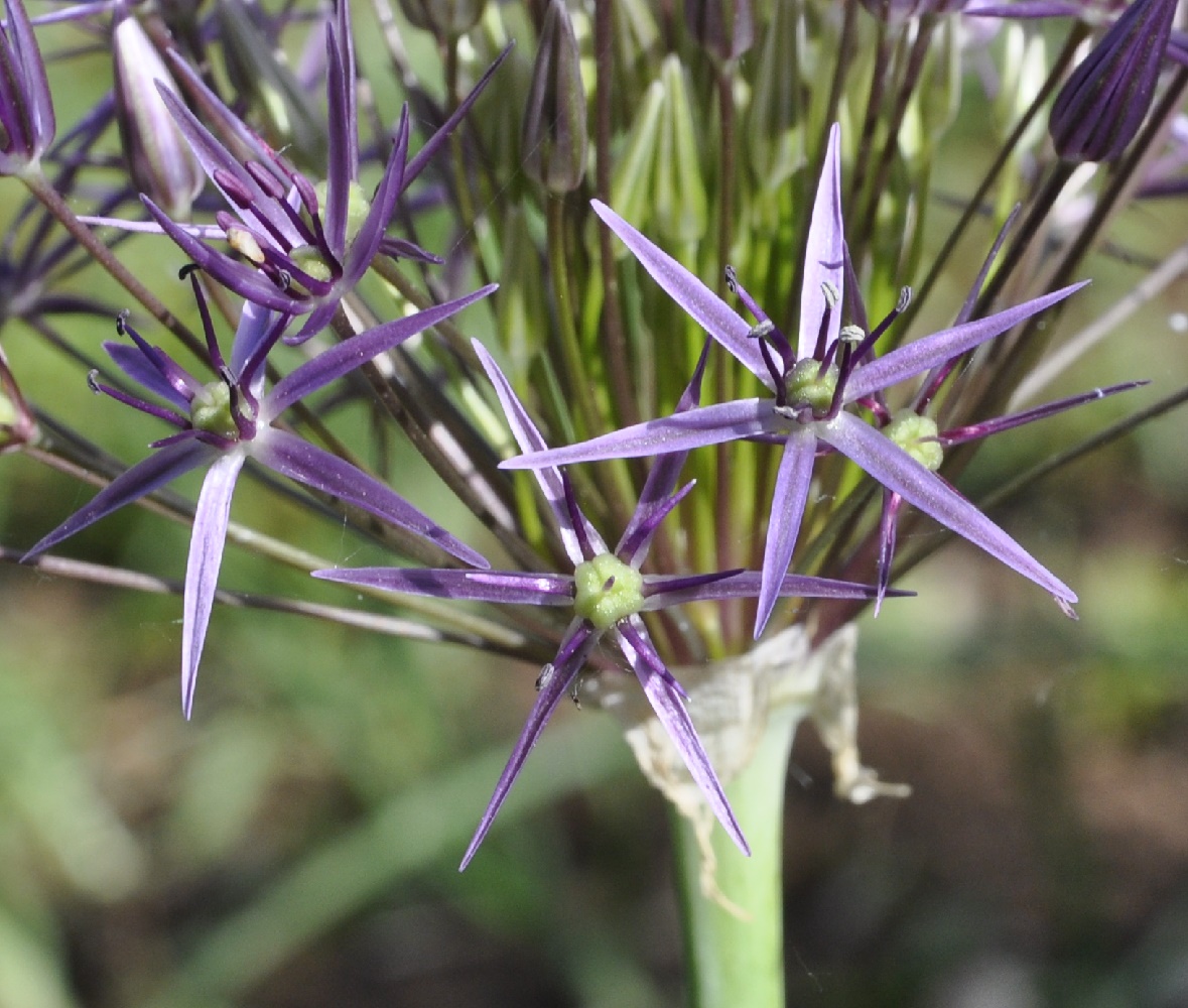 Изображение особи Allium cristophii.