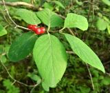 Lonicera xylosteum. Верхушка веточки плодоносящего растения. Берег р. Сухоны, геологическое обнажение \"Опоки\", смешанный лес на вершине обрыва. Июль 2015 г.