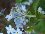 Myosotis alpestris. Соцветие. Санкт-Петербург. 29.05.2009.