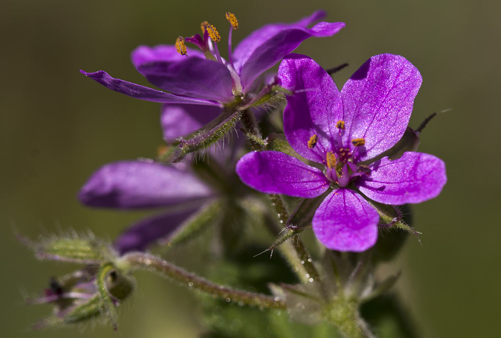 Image of Erodium malacoides specimen.