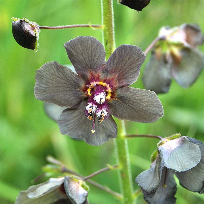 Image of Verbascum phoeniceum specimen.