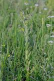 Cynoglossum officinale