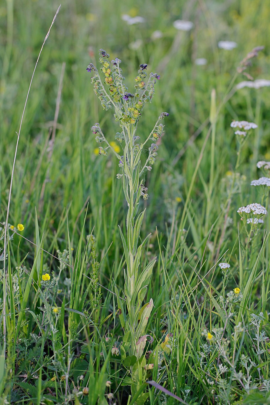 Изображение особи Cynoglossum officinale.