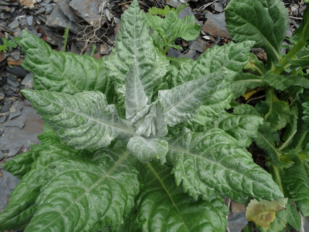 Image of Senecio pseudoarnica specimen.