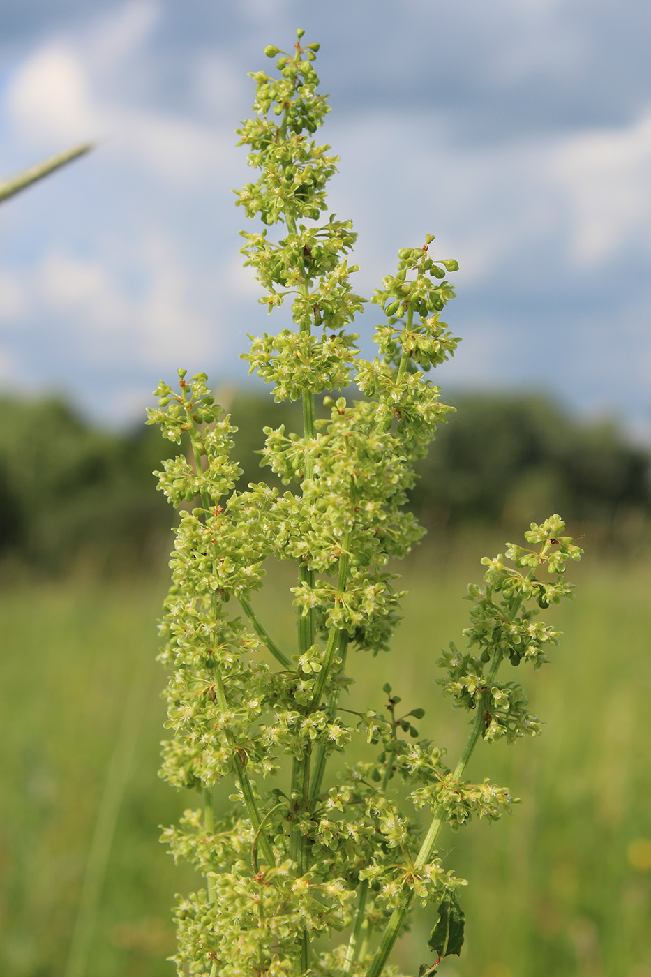 Image of Rumex confertus specimen.
