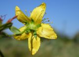 Hypericum perforatum