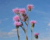 Cirsium setosum. Верхушки побегов с соцветиями. Подмосковье, окр. г. Одинцово, разнотравный луг. Июль 2016 г.