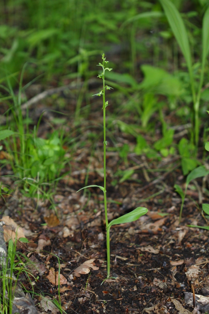 Изображение особи Platanthera maximowicziana.