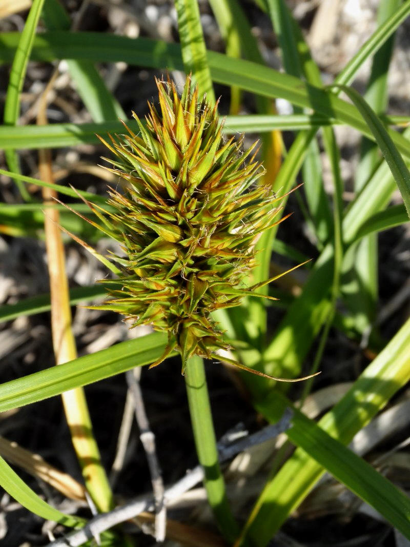 Image of Carex kobomugi specimen.