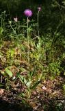 Cirsium heterophyllum. Цветущее растение. Пермский край, Оханский р-н, Тулумбаихинское сельское поселение, Кунчурихинский бор, малая полянка в стороне от лесной дороги. 02.07.2016.