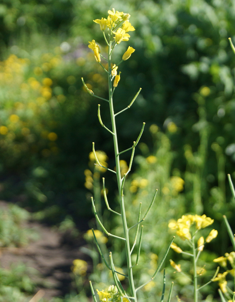 Изображение особи Brassica napus.