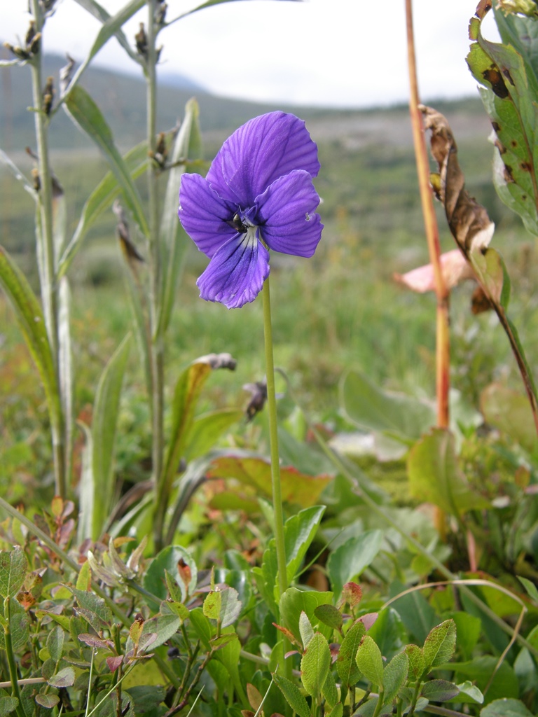 Изображение особи Viola altaica.