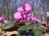 Image of taxon representative. Author is Илья Турбанов