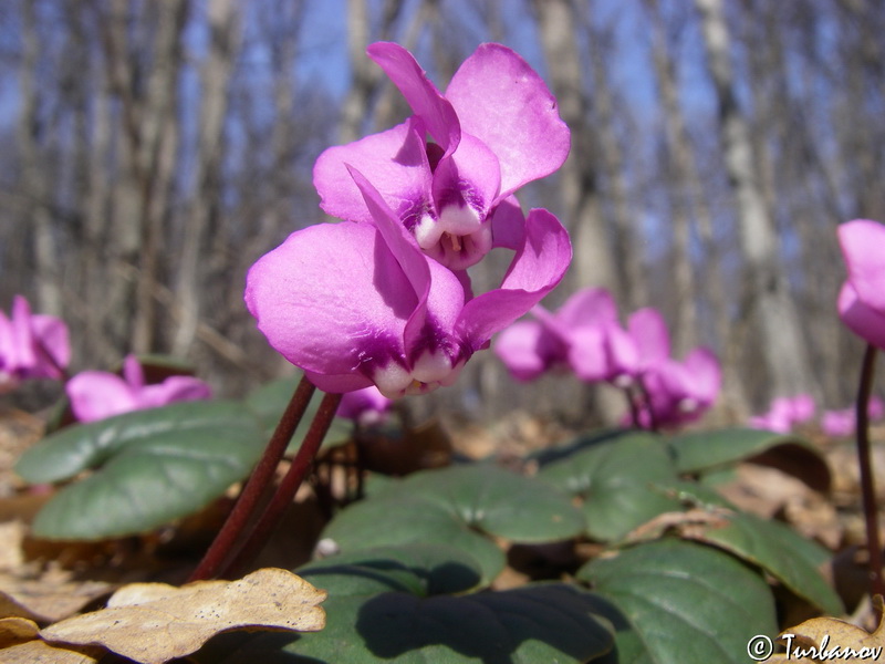 Image of Cyclamen coum specimen.