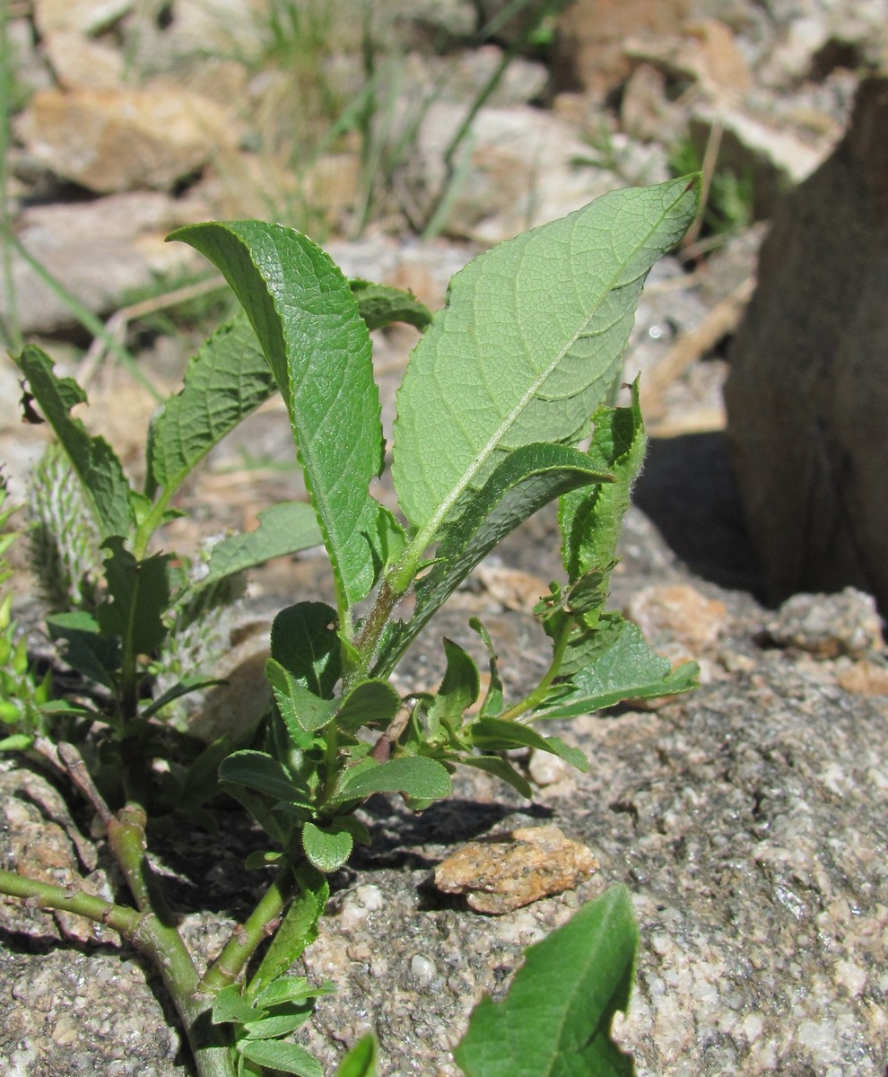 Изображение особи Salix caucasica.