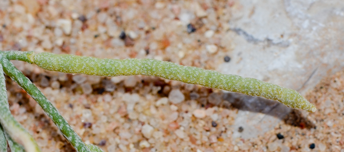 Изображение особи Eremobium aegyptiacum.