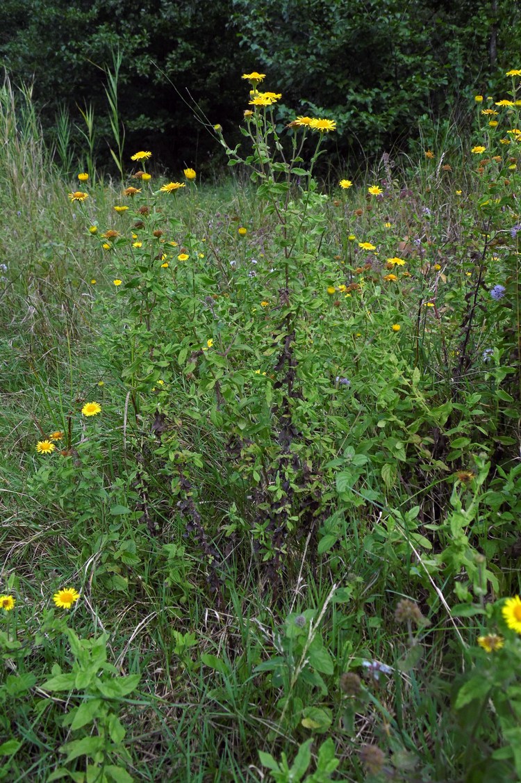 Image of Pulicaria dysenterica specimen.