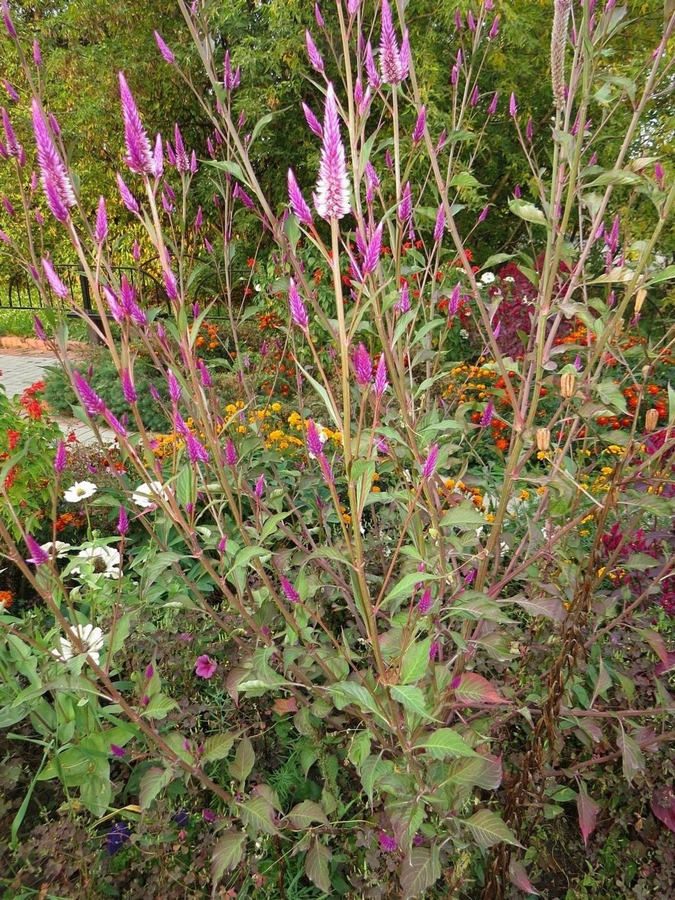 Изображение особи Celosia spicata.