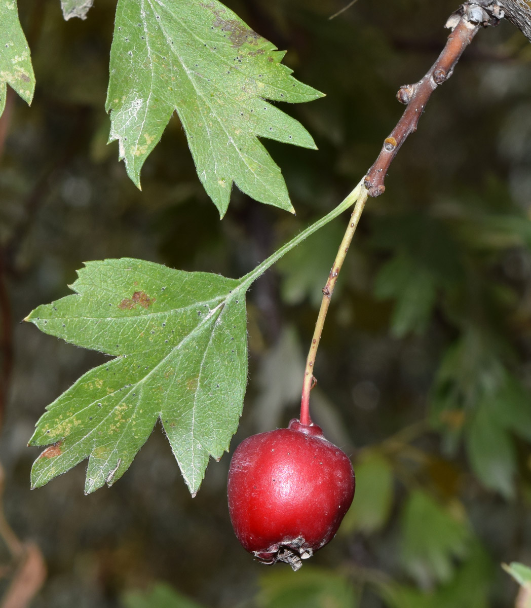 Image of Crataegus turkestanica specimen.