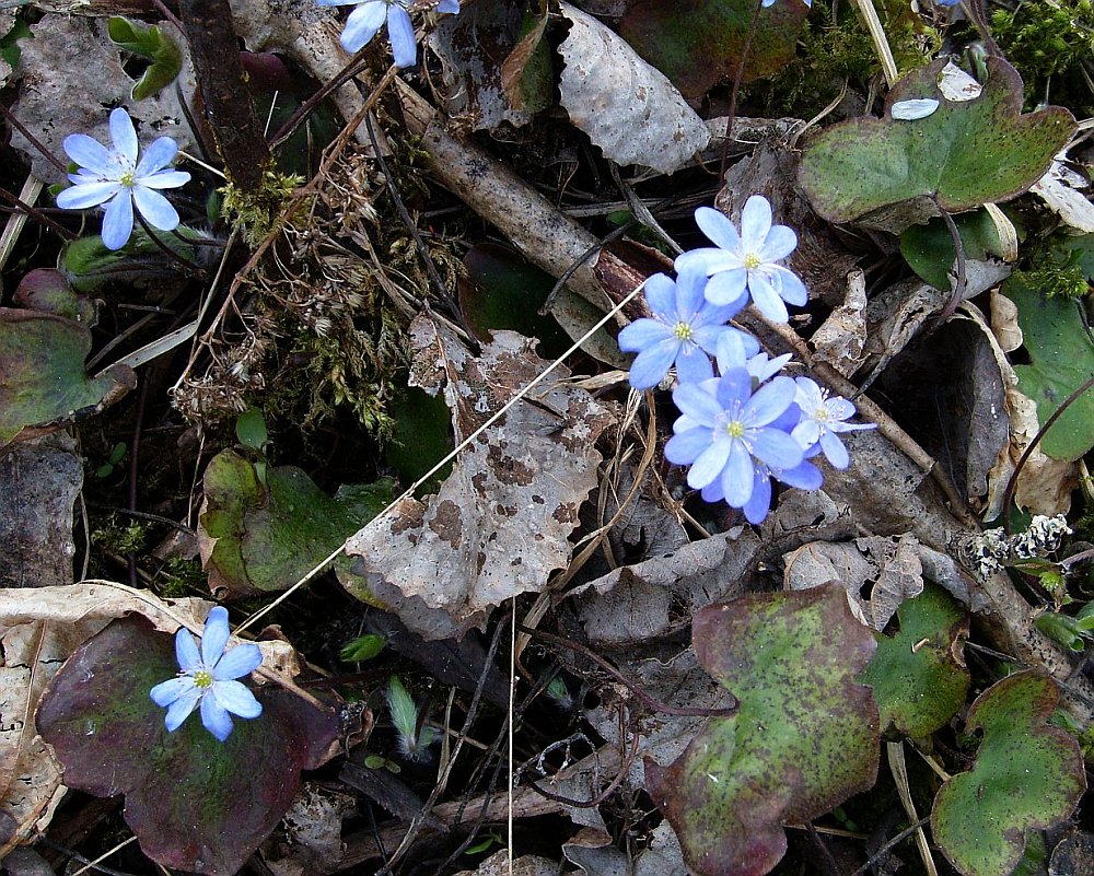 Изображение особи Hepatica nobilis.