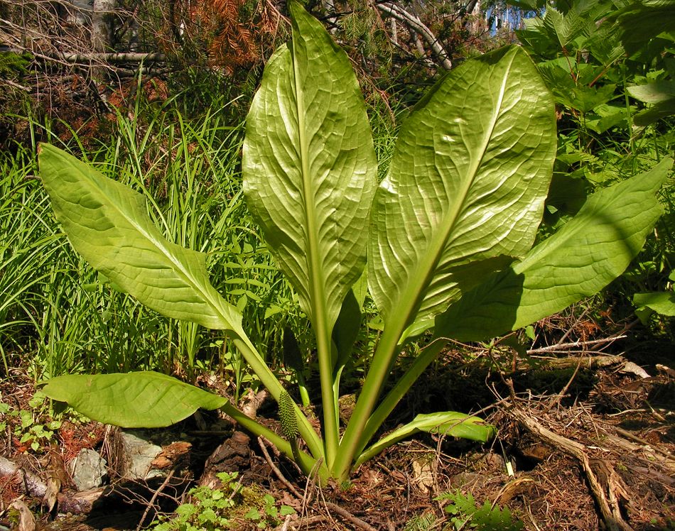 Изображение особи Lysichiton camtschatcensis.